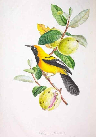 Reproducción/Reproduction 20554051439: Oiseaux brillans du Brésil.. Paris,1834.