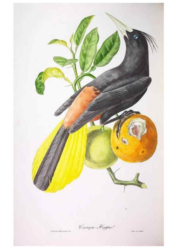 Reproducción/Reproduction 20552811438: Oiseaux brillans du Brésil.. Paris,1834.