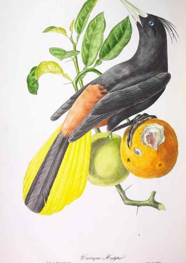 Reproducción/Reproduction 20552811438: Oiseaux brillans du Brésil.. Paris,1834.