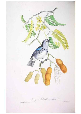 Reproducción/Reproduction 20740751265: Oiseaux brillans du Brésil.. Paris,1834.