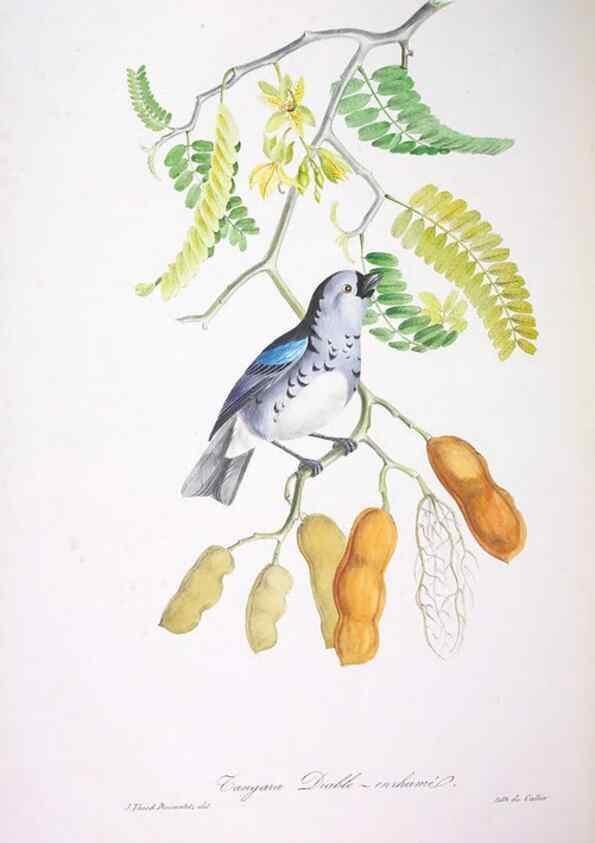 Reproducción/Reproduction 20740751265: Oiseaux brillans du Brésil.. Paris,1834.