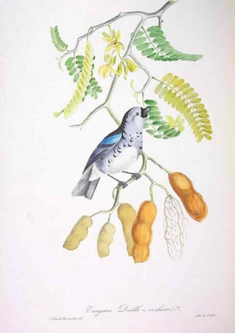 Reproducción/Reproduction 20740751265: Oiseaux brillans du Brésil.. Paris,1834.