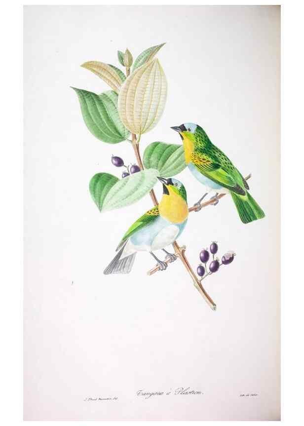 Reproducción/Reproduction 20553998389: Oiseaux brillans du Brésil.. Paris,1834.