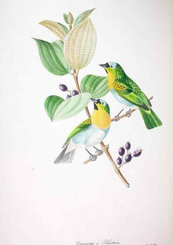 Reproducción/Reproduction 20553998389: Oiseaux brillans du Brésil.. Paris,1834.