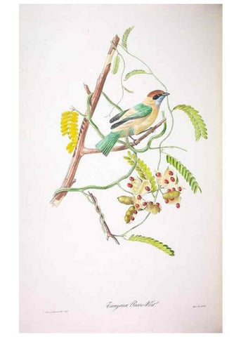 Reproducción/Reproduction 20554001439: Oiseaux brillans du Brésil.. Paris,1834.