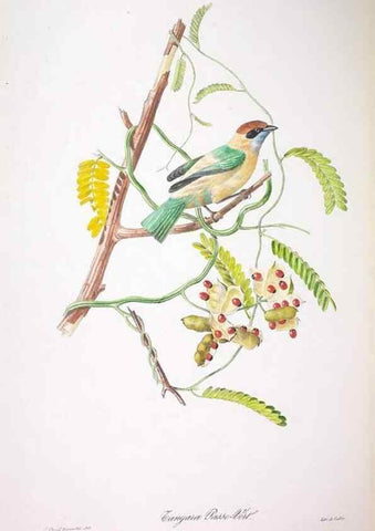 Reproducción/Reproduction 20554001439: Oiseaux brillans du Brésil.. Paris,1834.
