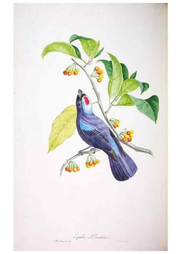 Reproducción/Reproduction 20118161414: Oiseaux brillans du Brésil.. Paris,1834.