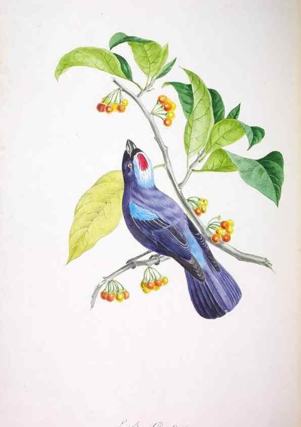 Reproducción/Reproduction 20118161414: Oiseaux brillans du Brésil.. Paris,1834.