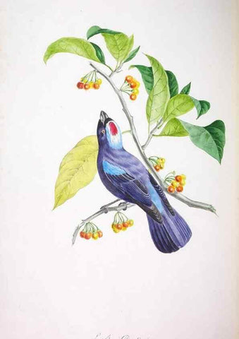 Reproducción/Reproduction 20118161414: Oiseaux brillans du Brésil.. Paris,1834.
