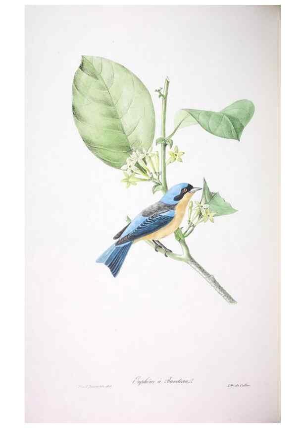 Reproducción/Reproduction 20554007549: Oiseaux brillans du Brésil.. Paris,1834.