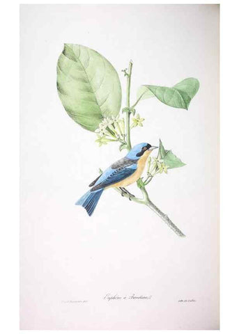 Reproducción/Reproduction 20554007549: Oiseaux brillans du Brésil.. Paris,1834.