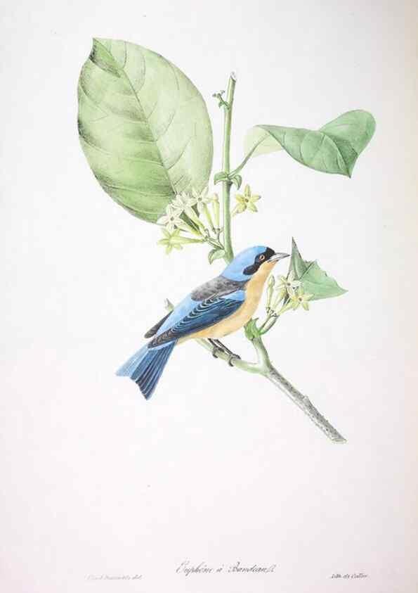Reproducción/Reproduction 20554007549: Oiseaux brillans du Brésil.. Paris,1834.