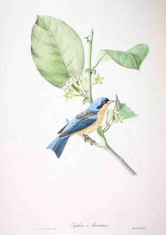 Reproducción/Reproduction 20554007549: Oiseaux brillans du Brésil.. Paris,1834.