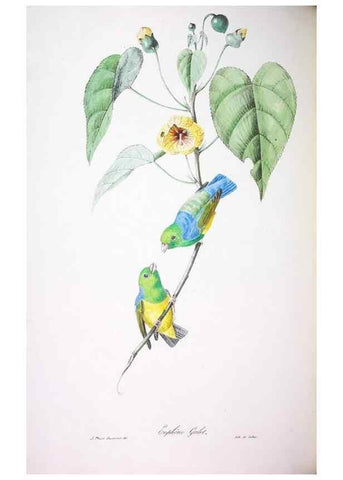 Reproducción/Reproduction 20552772278: Oiseaux brillans du Brésil.. Paris,1834.