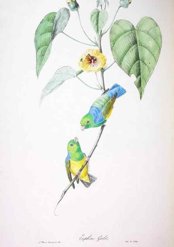 Reproducción/Reproduction 20552772278: Oiseaux brillans du Brésil.. Paris,1834.