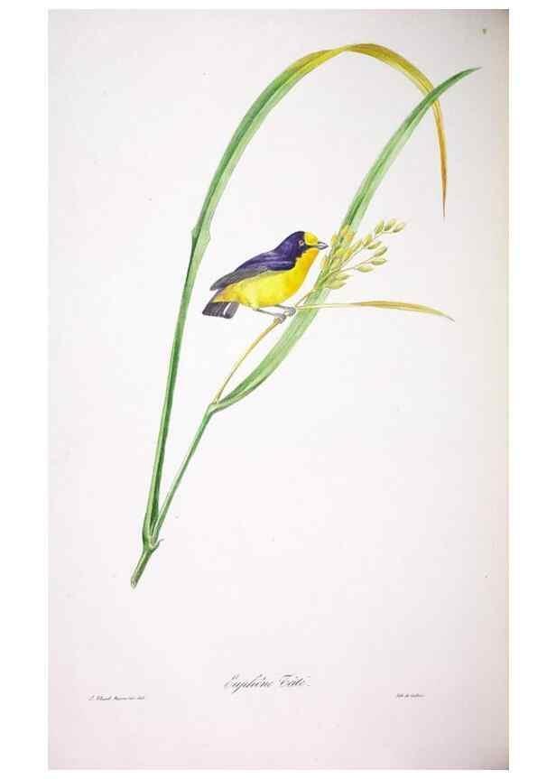 Reproducción/Reproduction 20552783700: Oiseaux brillans du Brésil.. Paris,1834.