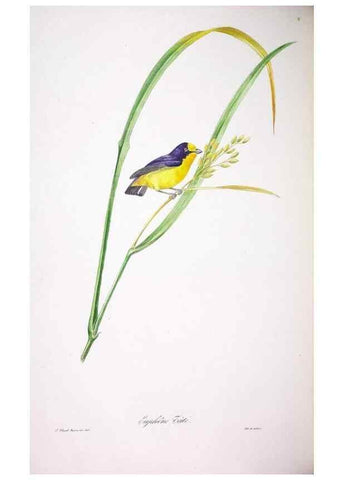 Reproducción/Reproduction 20552783700: Oiseaux brillans du Brésil.. Paris,1834.