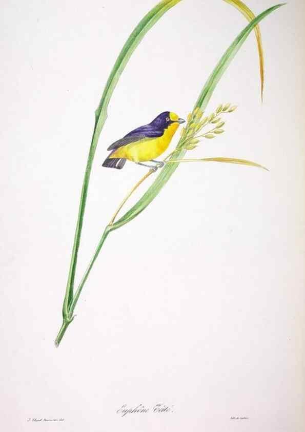 Reproducción/Reproduction 20552783700: Oiseaux brillans du Brésil.. Paris,1834.