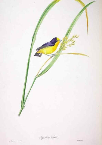 Reproducción/Reproduction 20552783700: Oiseaux brillans du Brésil.. Paris,1834.