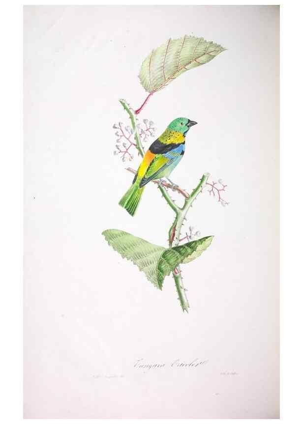 Reproducción/Reproduction 20553988639: Oiseaux brillans du Brésil.. Paris,1834.