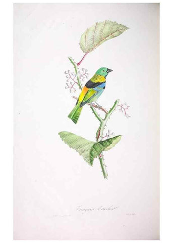 Reproducción/Reproduction 20553988639: Oiseaux brillans du Brésil.. Paris,1834.