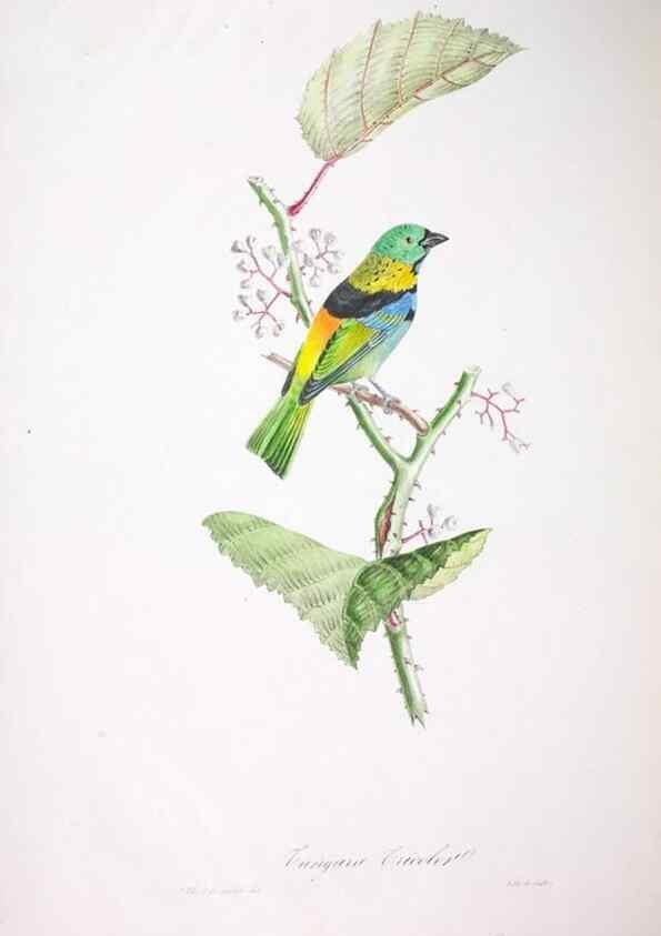Reproducción/Reproduction 20553988639: Oiseaux brillans du Brésil.. Paris,1834.