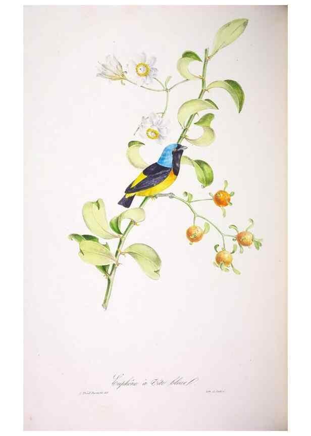 Reproducción/Reproduction 20552787140: Oiseaux brillans du Brésil.. Paris,1834.