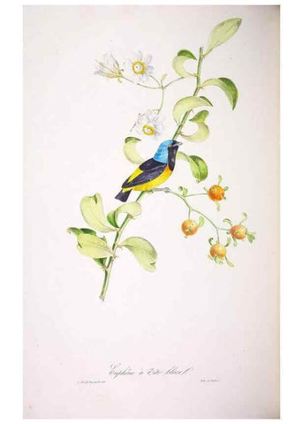 Reproducción/Reproduction 20552787140: Oiseaux brillans du Brésil.. Paris,1834.