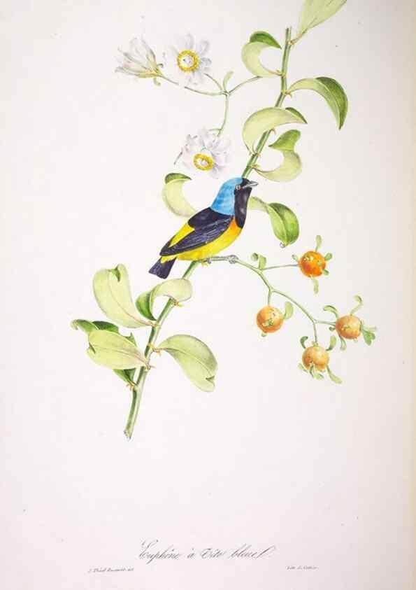 Reproducción/Reproduction 20552787140: Oiseaux brillans du Brésil.. Paris,1834.
