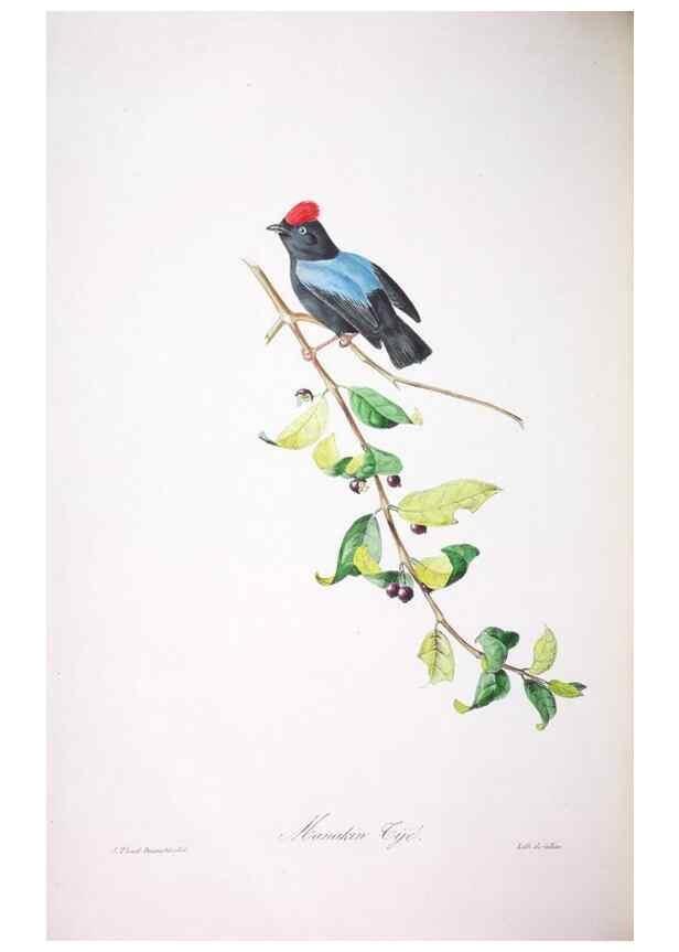 Reproducción/Reproduction 20554023059: Oiseaux brillans du Brésil.. Paris,1834.