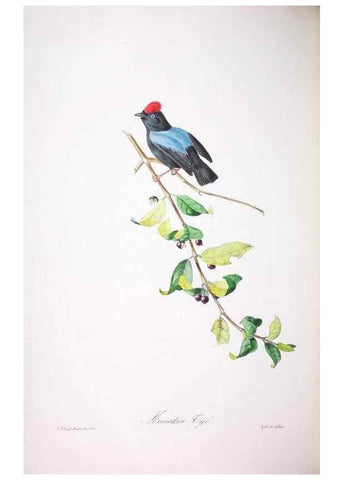 Reproducción/Reproduction 20554023059: Oiseaux brillans du Brésil.. Paris,1834.