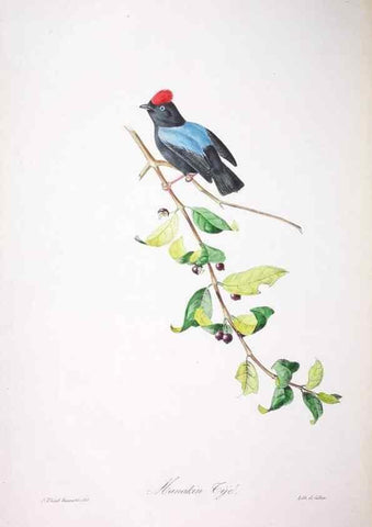 Reproducción/Reproduction 20554023059: Oiseaux brillans du Brésil.. Paris,1834.