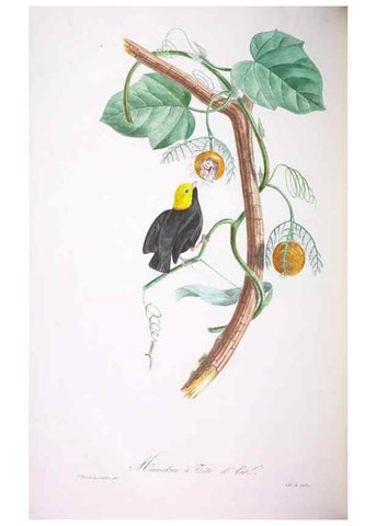 Reproducción/Reproduction 20118183304: Oiseaux brillans du Brésil.. Paris,1834.