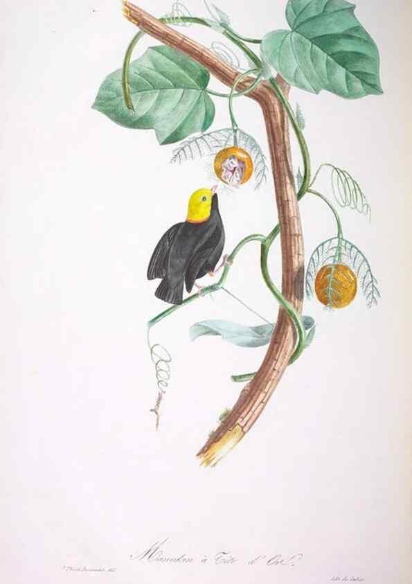 Reproducción/Reproduction 20118183304: Oiseaux brillans du Brésil.. Paris,1834.