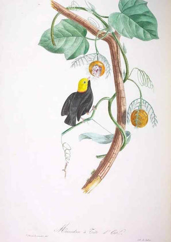 Reproducción/Reproduction 20118183304: Oiseaux brillans du Brésil.. Paris,1834.