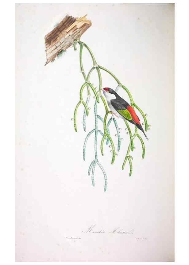 Reproducción/Reproduction 20552792228: Oiseaux brillans du Brésil.. Paris,1834.