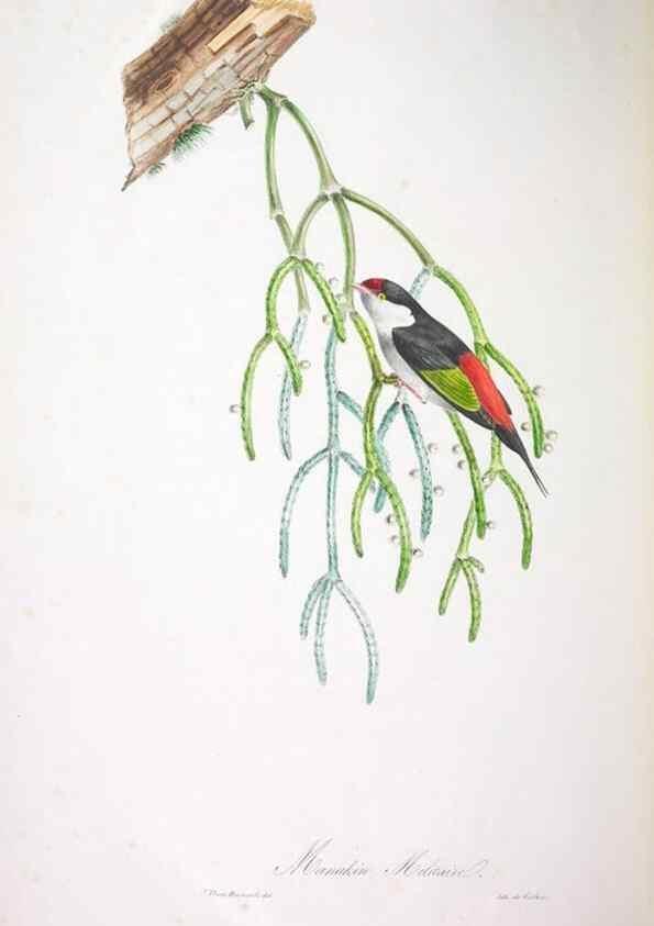 Reproducción/Reproduction 20552792228: Oiseaux brillans du Brésil.. Paris,1834.