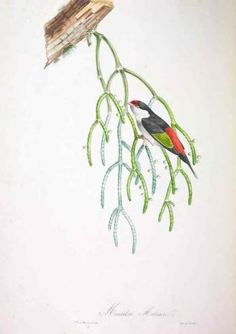 Reproducción/Reproduction 20552792228: Oiseaux brillans du Brésil.. Paris,1834.