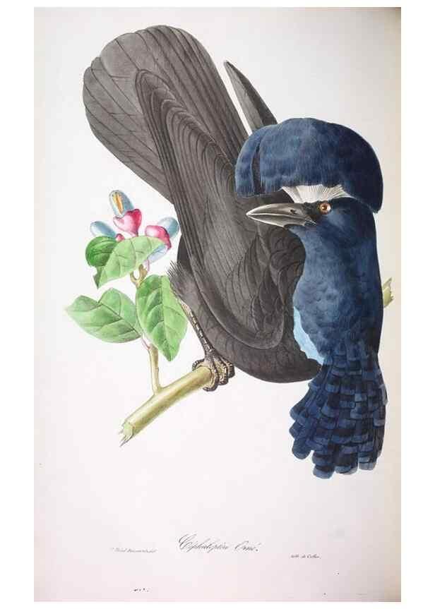 Reproducción/Reproduction 20119828023: Oiseaux brillans du Brésil.. Paris,1834.
