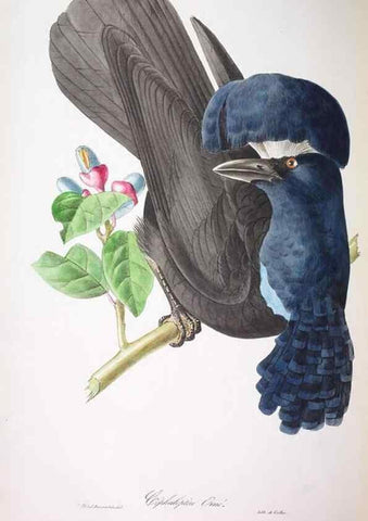 Reproducción/Reproduction 20119828023: Oiseaux brillans du Brésil.. Paris,1834.