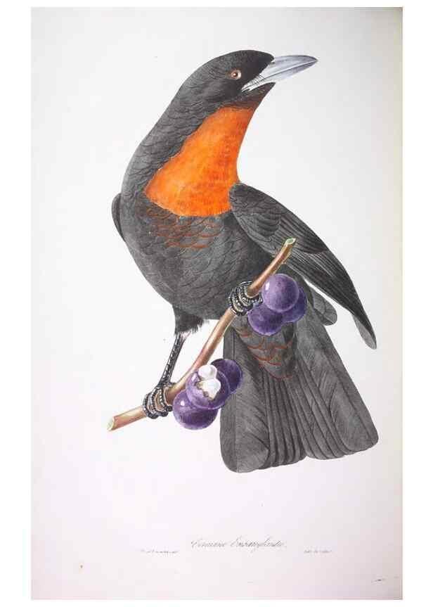 Reproducción/Reproduction 20119831883: Oiseaux brillans du Brésil.. Paris,1834.
