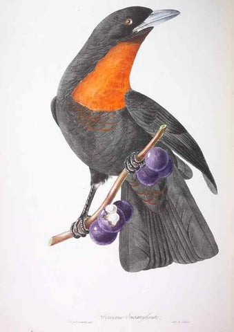 Reproducción/Reproduction 20119831883: Oiseaux brillans du Brésil.. Paris,1834.