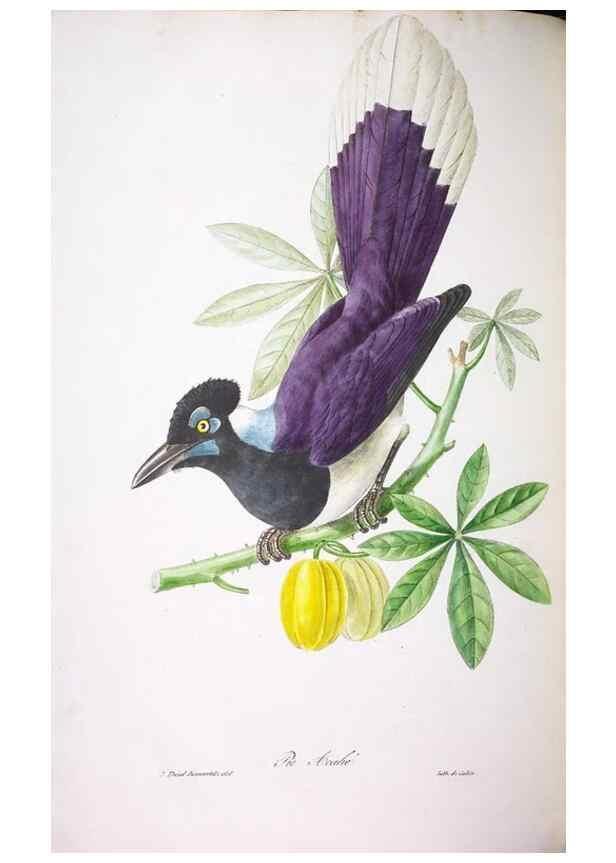Reproducción/Reproduction 20714556646: Oiseaux brillans du Brésil.. Paris,1834.