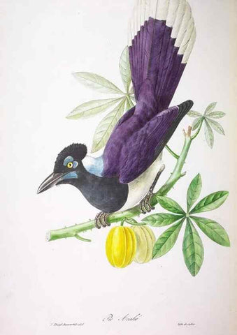 Reproducción/Reproduction 20714556646: Oiseaux brillans du Brésil.. Paris,1834.