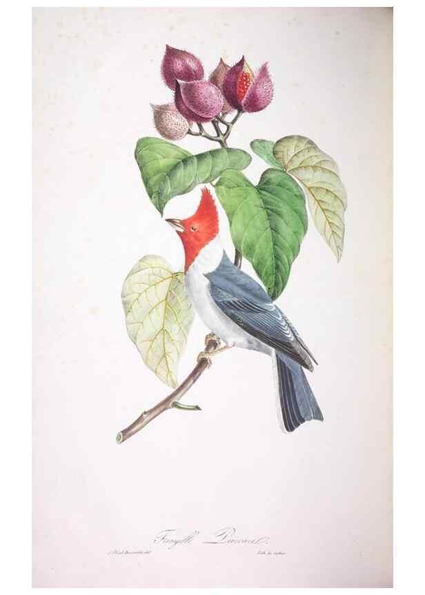 Reproducción/Reproduction 20731479962: Oiseaux brillans du Brésil.. Paris,1834.