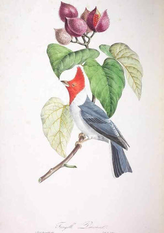 Reproducción/Reproduction 20731479962: Oiseaux brillans du Brésil.. Paris,1834.