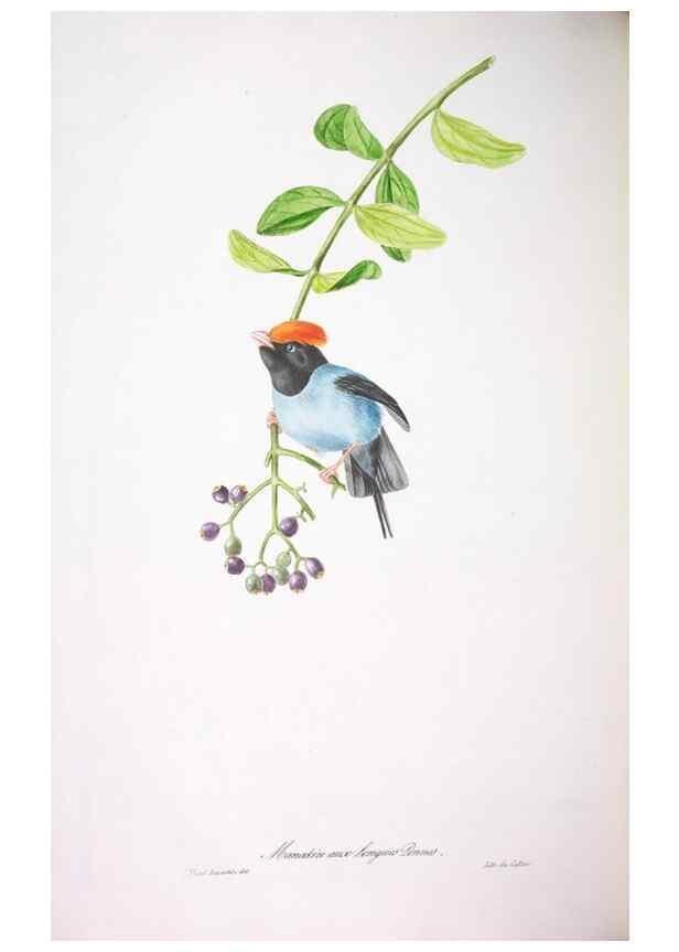 Reproducción/Reproduction 20740776295: Oiseaux brillans du Brésil.. Paris,1834.