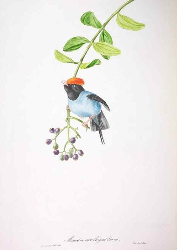 Reproducción/Reproduction 20740776295: Oiseaux brillans du Brésil.. Paris,1834.