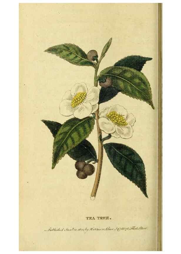 Reproducción/Reproduction 20151393105: The Naturalist's Pocket Magazine or compleat cabinet of the curiosities and beauties of nature.. London.