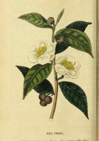 Reproducción/Reproduction 20151393105: The Naturalist's Pocket Magazine or compleat cabinet of the curiosities and beauties of nature.. London.